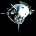 Thumbnail for version as of 11:11, 20 September 2020